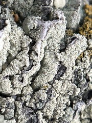 Flavopunctelia flaventior