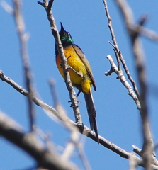 Anthobaphes violacea