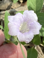 Ruellia humilis
