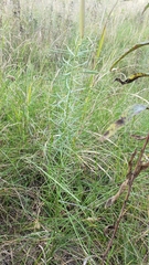 Asclepias verticillata