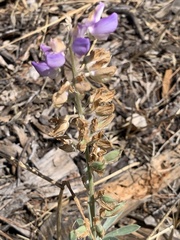 Lupinus formosus