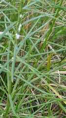 Asclepias verticillata