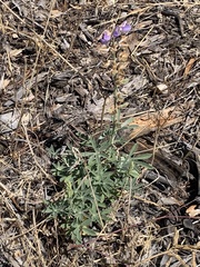 Lupinus formosus