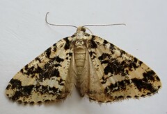 Pseudocoremia leucelaea