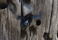 Xylocopa