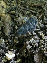 Arion hortensis
