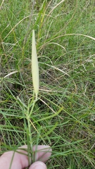 Asclepias verticillata
