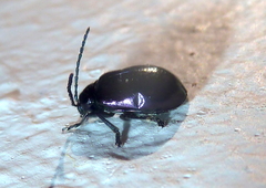 Macrohaltica transversa