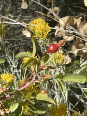 Rosa woodsii