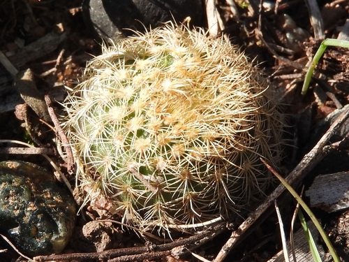 Frailea pumila