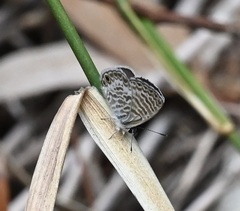 Leptotes