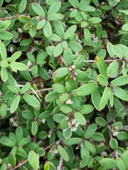 Leucopogon fasciculatus