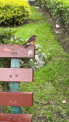 Pyrocephalus rubinus