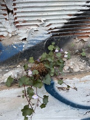 Cymbalaria muralis