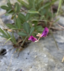 Lespedeza