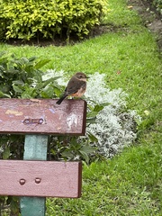 Pyrocephalus rubinus