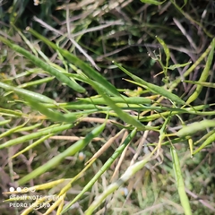 Rhamphospermum arvense