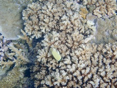 Chaetodon citrinellus