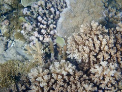 Chaetodon citrinellus