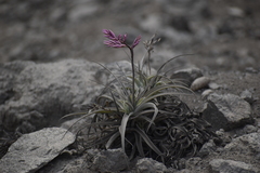 Tillandsia purpurea