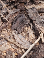 Christinus marmoratus