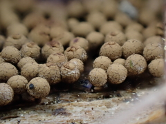 Cribraria argillacea