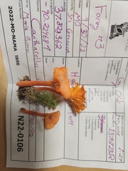 Cantharellus corallinus