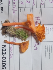 Cantharellus corallinus