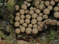 Cribraria argillacea
