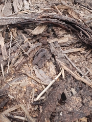 Christinus marmoratus