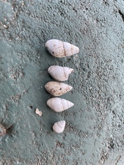 Bulimulus guadalupensis