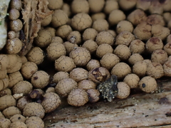 Cribraria argillacea