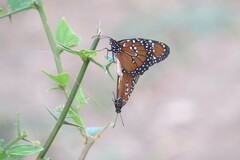 Danaus erippus
