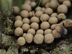 Cribraria argillacea