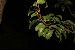 Celastrus subspicatus