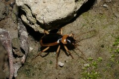 Nebria livida