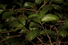 Celastrus subspicatus