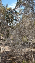 Eucalyptus socialis