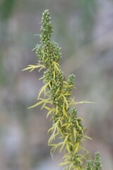 Artemisia biennis
