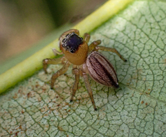 Maratus scutulatus