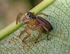 Maratus scutulatus