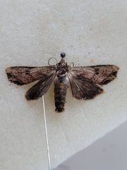 Noctuidae