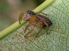 Maratus scutulatus