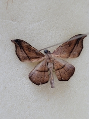 Sarisa muriferata