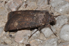 Agrotis trux