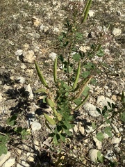 Polanisia dodecandra