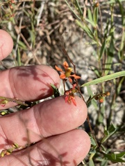 Galphimia angustifolia