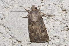Agrotis trux