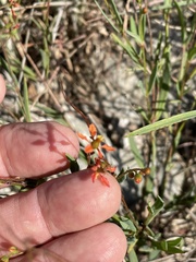 Galphimia angustifolia