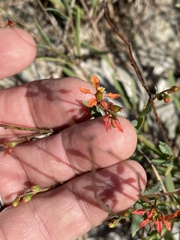 Galphimia angustifolia